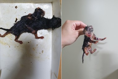 한국 고양이 이미지 파일 입니다.